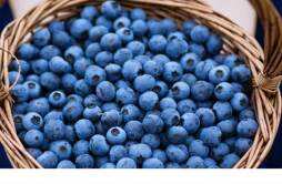 吃蓝莓干和鲜蓝莓的效果一样吗 吃蓝莓干对身体有什么好处