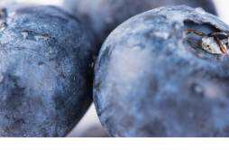 蓝莓可以放几天 冰箱里的食物可以放多久
