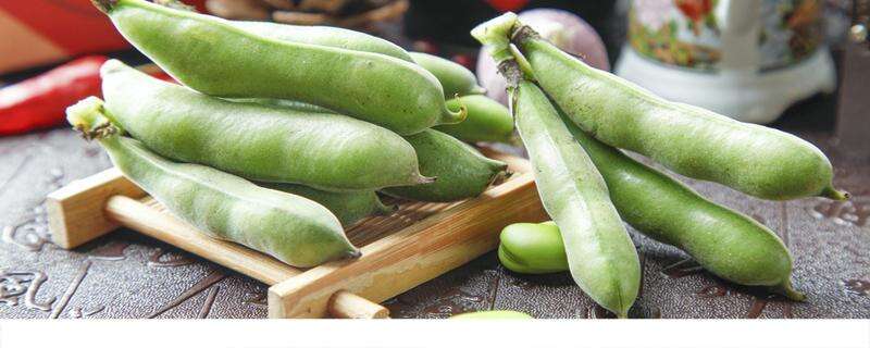 蚕豆的热量高吗 减肥期间可以吃蚕豆吗