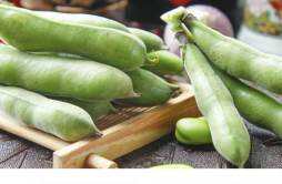 蚕豆的热量高吗 减肥期间可以吃蚕豆吗