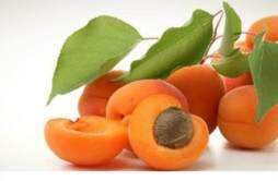 杏子的营养价值 杏子的营养价值和食用禁忌
