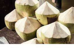 椰青可以放多久 椰青和椰子的区别在哪里