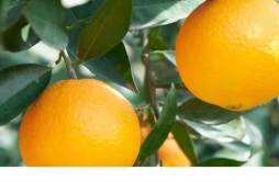 盐蒸橙子可以用冰糖橙吗 盐蒸橙子为什么可以止咳
