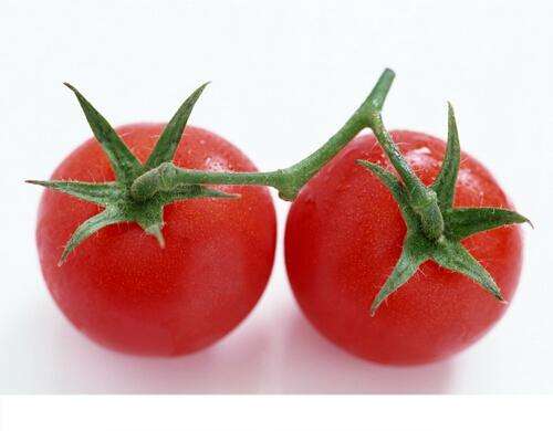 谣言：小番茄是转基因的 小番茄都是转基因