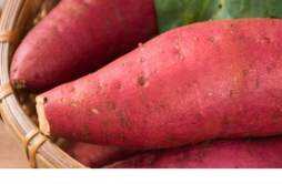 红薯的热量高不高 红薯可以用来减肥吗