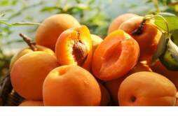 黄桃容易过敏吗 黄桃是属于凉性水果吗