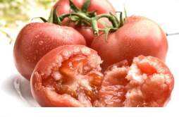 多吃西红柿能美白吗 西红柿吃多了会怎么样