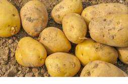 土豆如何保存不发芽 土豆如何保存不发芽呢