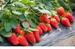 奶油草莓吃了会胖吗 减肥一天吃多少草莓