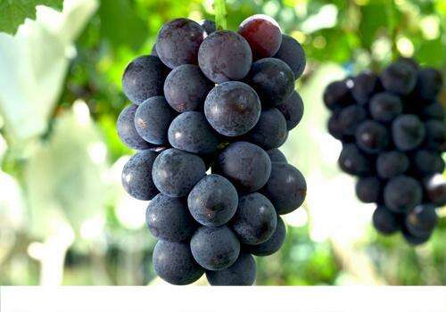 吃完消炎药能吃葡萄吗 吃完消炎药可以吃水果吗