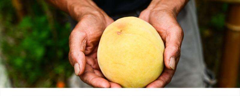 黄桃可以放冰箱里保鲜吗 黄桃要软了才能吃吗