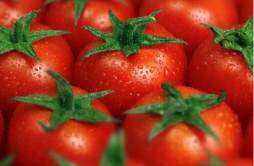 番茄的功效与作用 小番茄的功效与作用