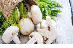蘑菇的营养价值及功效