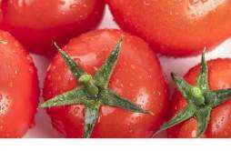 番茄的热量是多少大卡 减肥期间可以吃番茄吗