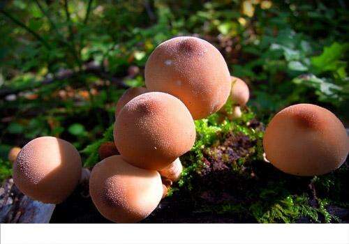什么蘑菇营养价值最高 这7种菇你一定要吃