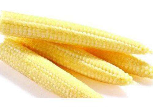 玉米笋是转基因吗 玉米是转基因的么
