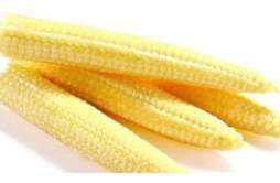 玉米笋是转基因吗 玉米是转基因的么