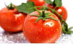 番茄的营养价值 釜山88小番茄的营养价值