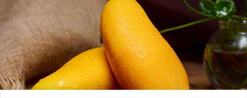 水仙芒果的功效与作用禁忌 什么人不能吃芒果