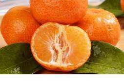 椪柑和橘子的区别 椪柑和橘子哪个好吃
