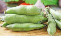 减肥期间可以吃蚕豆吗 蚕豆的热量高吗