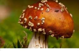 患荨麻疹可以吃蘑菇吗 荨麻疹患者饮食禁忌清单