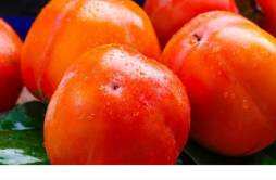 蒸柿子的功效与作用 柿子蒂煮水治什么