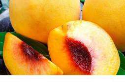 黄桃和杏子长得一样吗 黄桃肉为什么有些是红色的