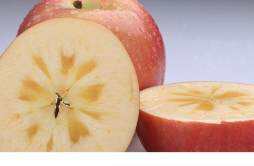糖心苹果和普通苹果有什么区别 糖心苹果产地在哪里