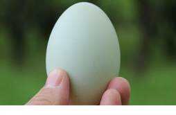 吃乌鸡蛋对女人的好处 乌鸡蛋怎么吃最补血