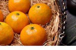皇帝柑好吃还是冰糖橙好吃 目前最好吃的4个品种柑橘