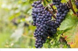 葡萄有籽好还是无籽好 无籽葡萄和有籽葡萄的区别