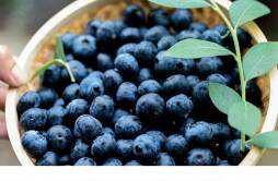 蓝莓可以放多久 蓝莓一天吃多少为宜