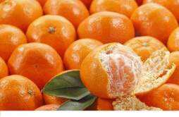 丑橘和橘子有什么区别 丑橘几月份可以吃