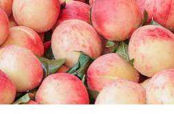 减肥期间能可以水蜜桃吗 水蜜桃热量高吗