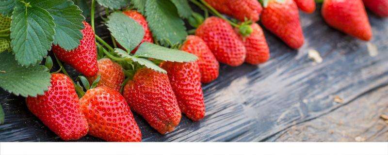 草莓的功效与营养 常吃草莓的好处和坏处