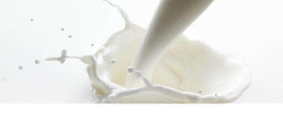 纯牛奶和鲜牛奶做酸奶的区别