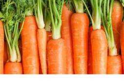 胡萝卜功效与作用营养 胡萝卜功效与作用营养成分