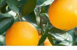 橙子的功效作用 橙子的功效作用与禁忌
