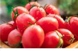 可以补充番茄红素的食疗 吃番茄可以补充番茄红素吗