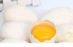 鹅蛋豆浆下奶吃时可以放糖吗 鹅蛋用豆汁冲开是发奶的吗?