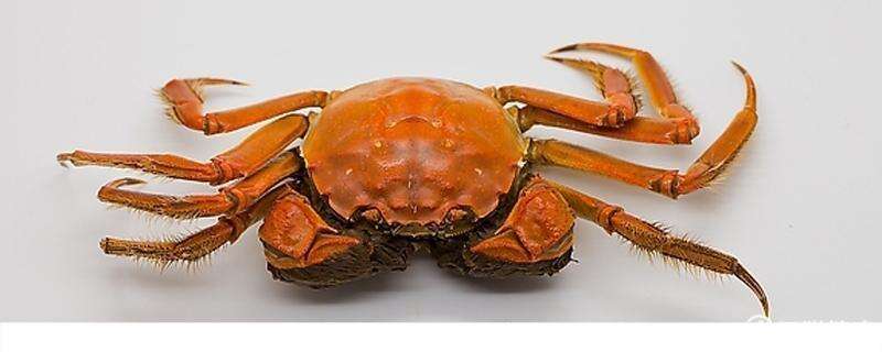 螃蟹不能与冰冷食物同食