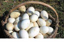 鹅蛋一天最多能吃几个 鹅蛋一周能吃几个
