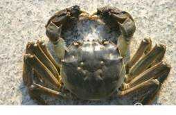 螃蟹的营养成分 螃蟹的营养成分是多少