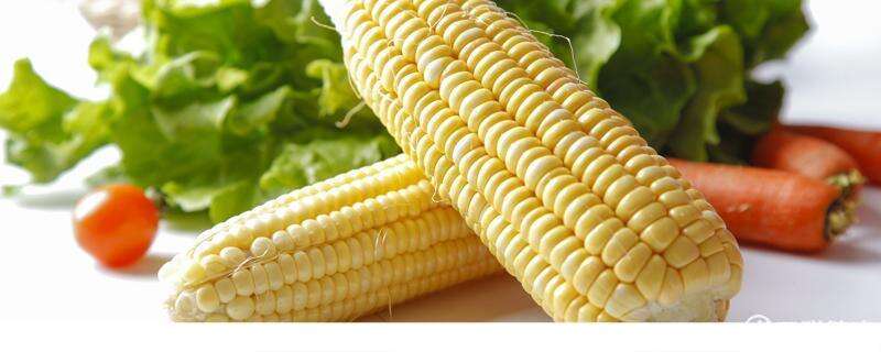 玉米代替主食能减肥吗