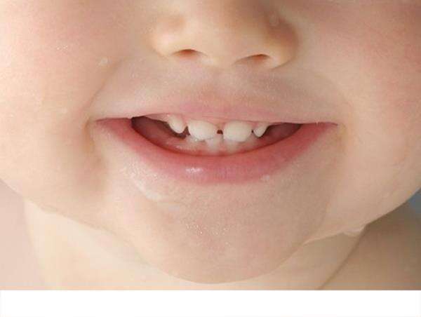 蛋白质促进牙齿正常发育