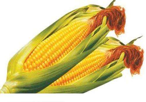 吃玉米减肥的原因