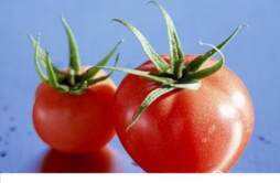 西红柿的减肥功效 西红柿的减肥功效与禁忌