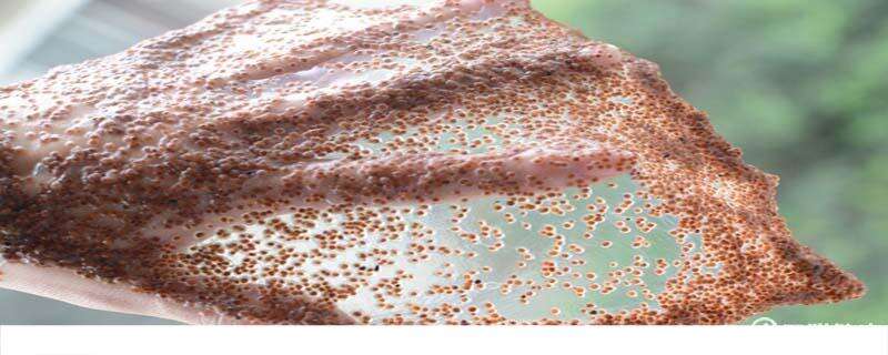 海藻面膜加什么可以美白淡斑