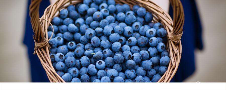 怎么判断蓝莓是不是坏了